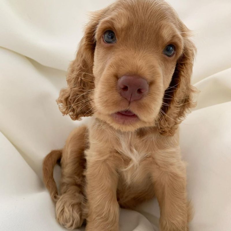 Max