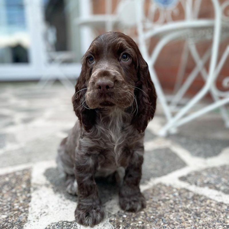 Toby